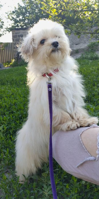 Мальтипу F1 мальчики взрослые