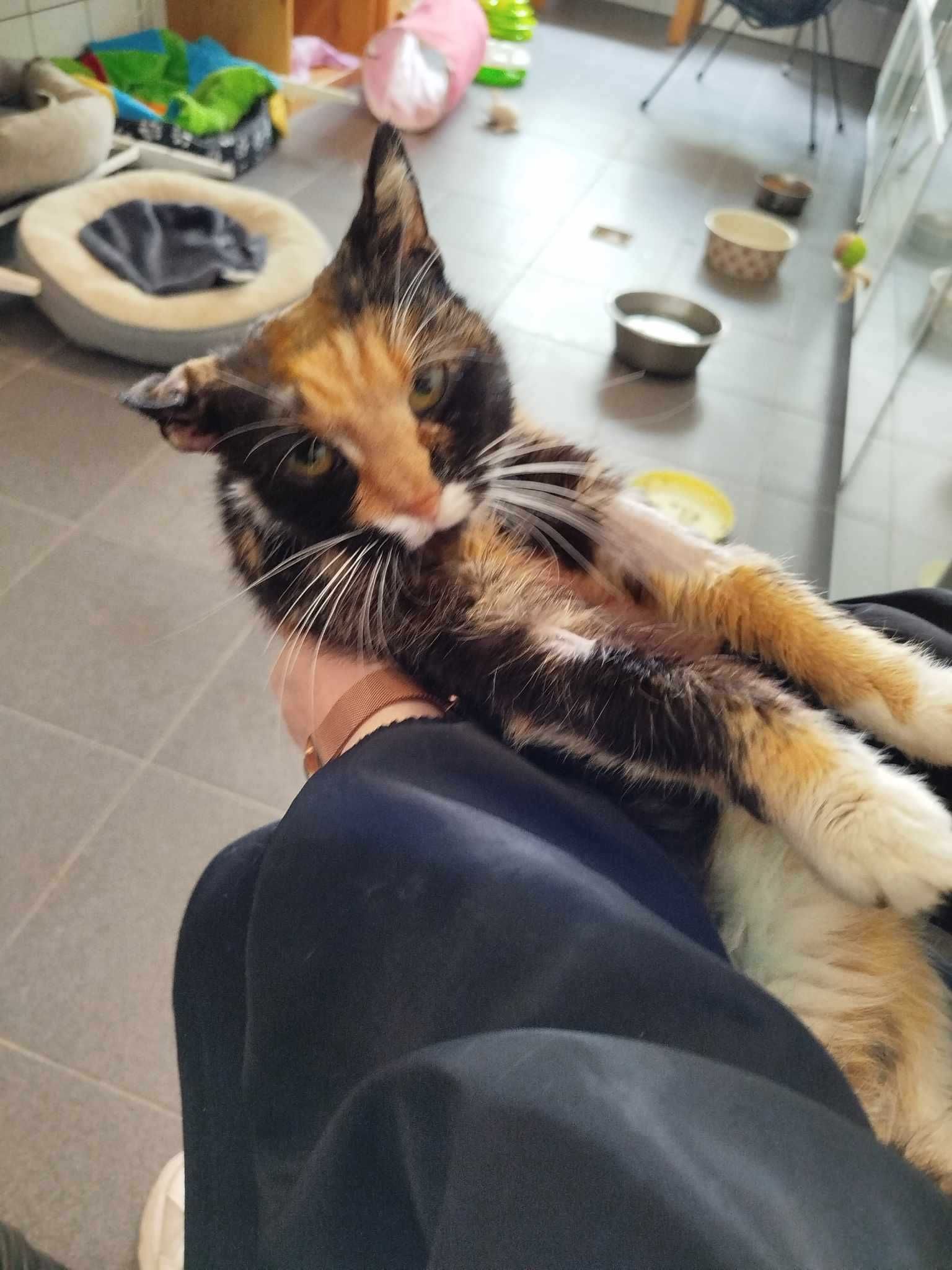 USZATKA kotka szylkretka kot adopcja schronisko