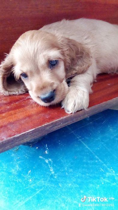 Щенята англійський кокер спаніель