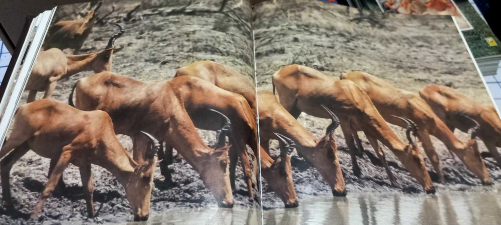 A Fauna 10 livros !!!