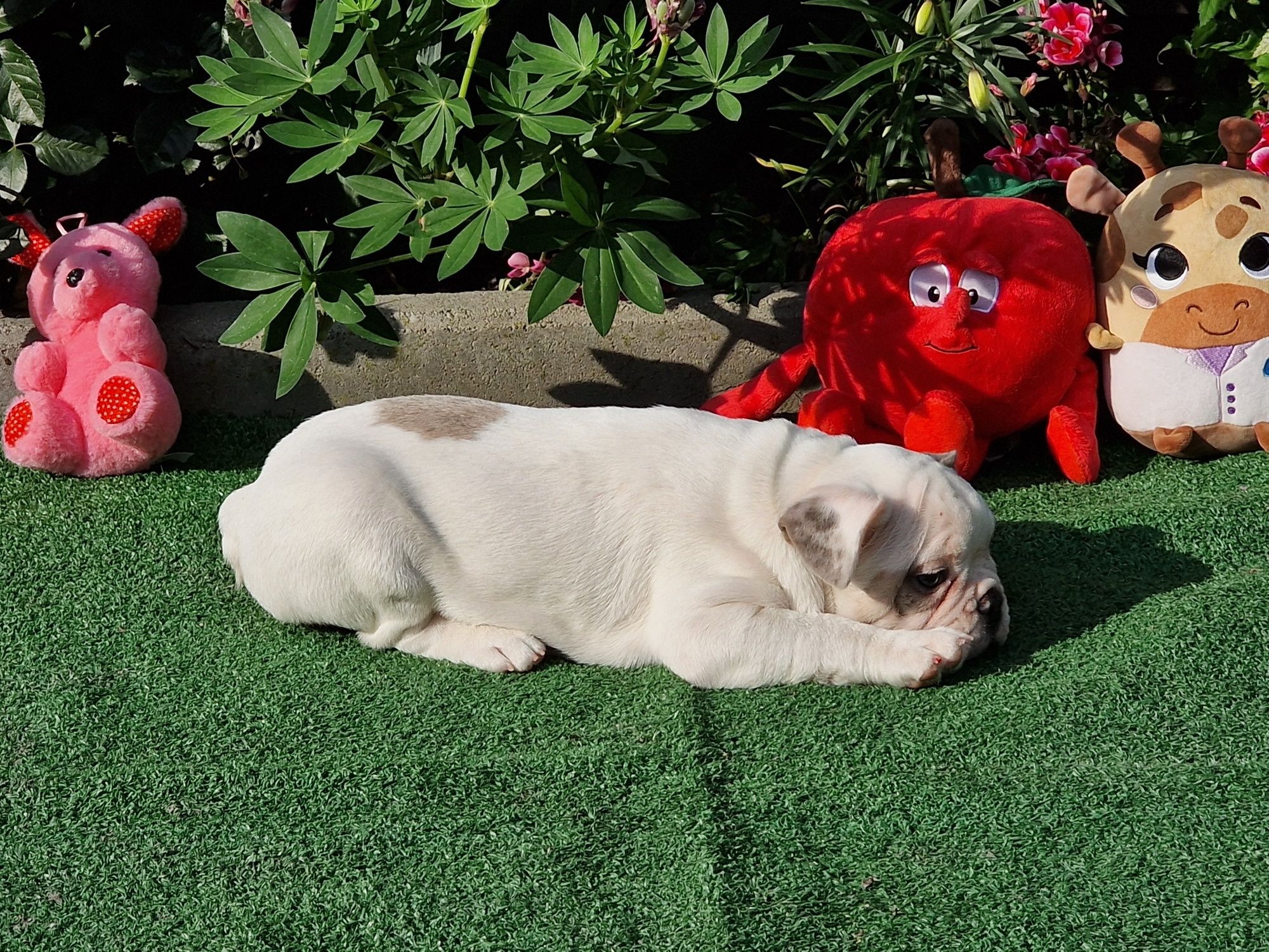 Buldog francuski pies gotowy do odbioru