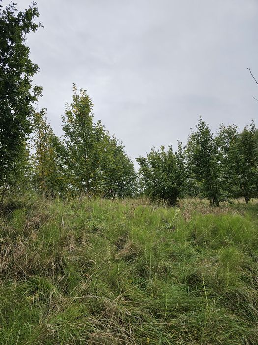 Oddam drewno w zamian za wycięcie