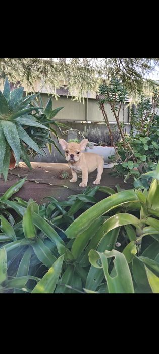 Bulldog Francês Fêmea