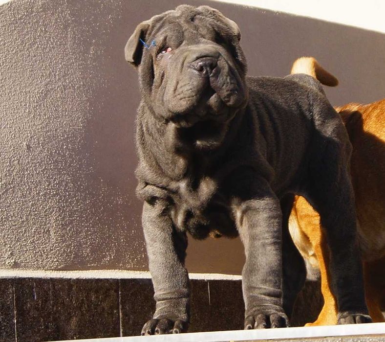 Filo, piękny samiec Shar Pei ,z rodowodem, zagraniczni rodzice FCI