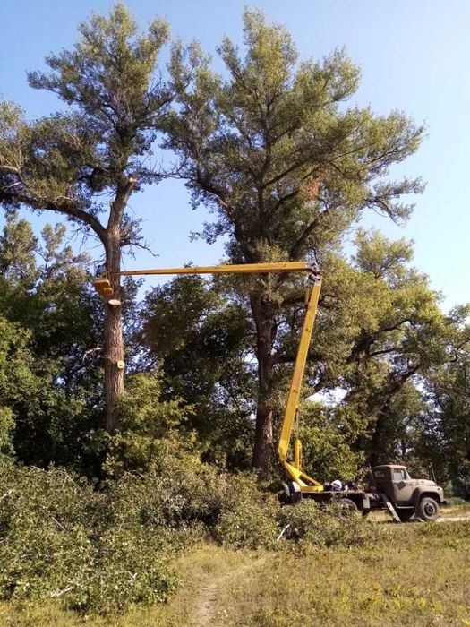 Спил дерев арбористика