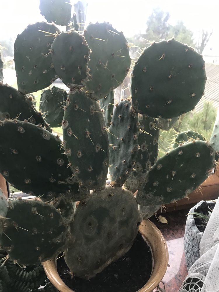 Kaktus zdrowy Opuncja