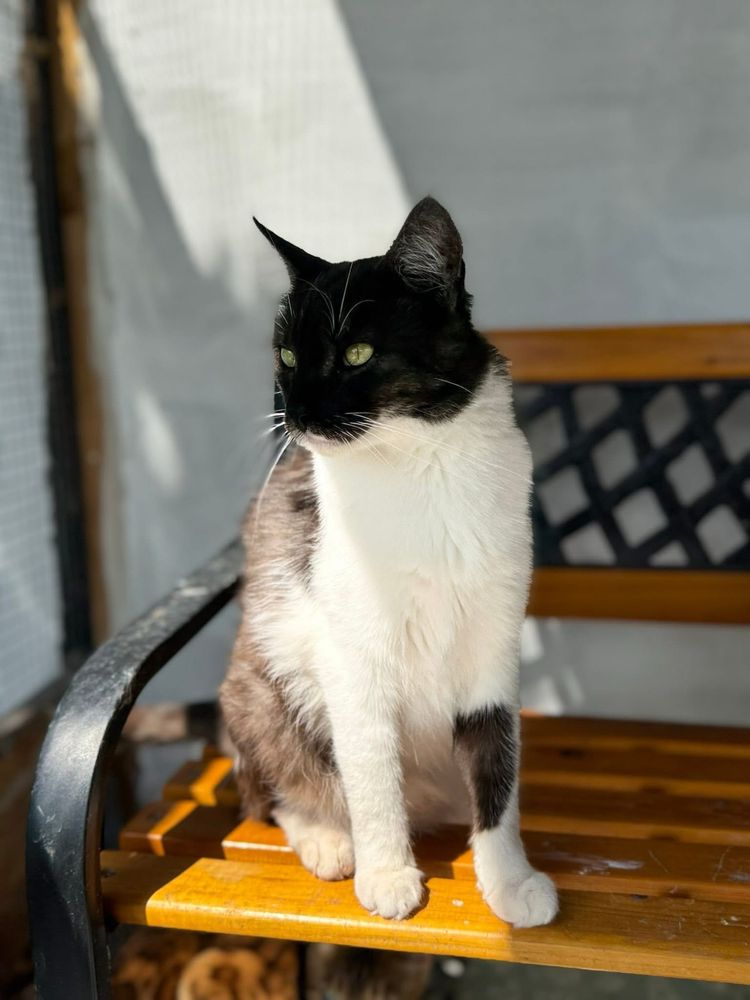 Alfik do adopcji szuka domu