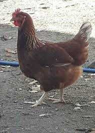 Kury nioski ! Messa Sendi Leghorn Tetra i inna Zapraszam !