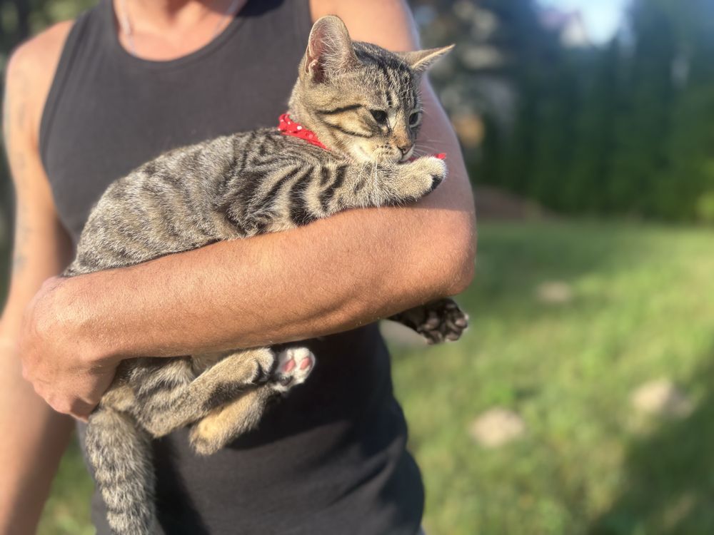 Cudowny kotek Whiskas szuka domu - adoptuj