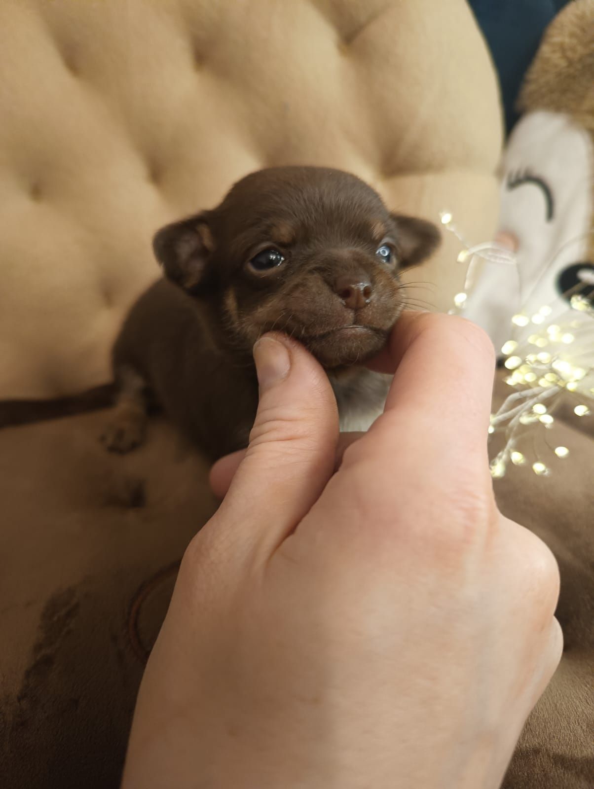 Chihuahua czekoladowy chłopczyk***
