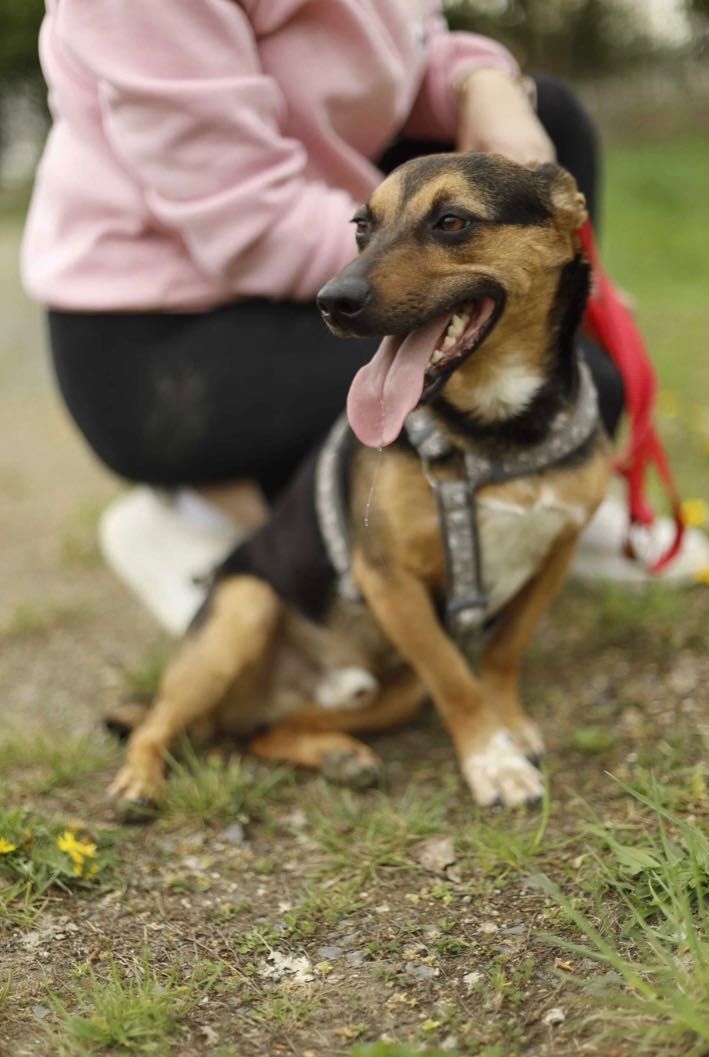 CHARLIE poleca się do adopcji