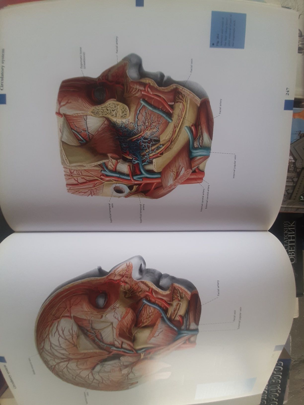 ATLAS OF ANATOMYАтлас  Анотомии человека