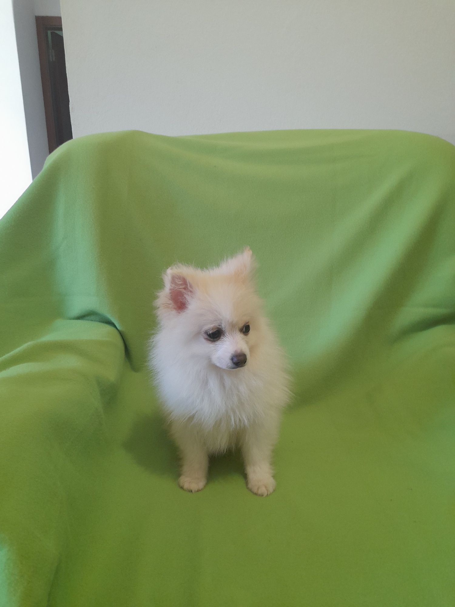 Spitz alemão ( lulu) macho mini