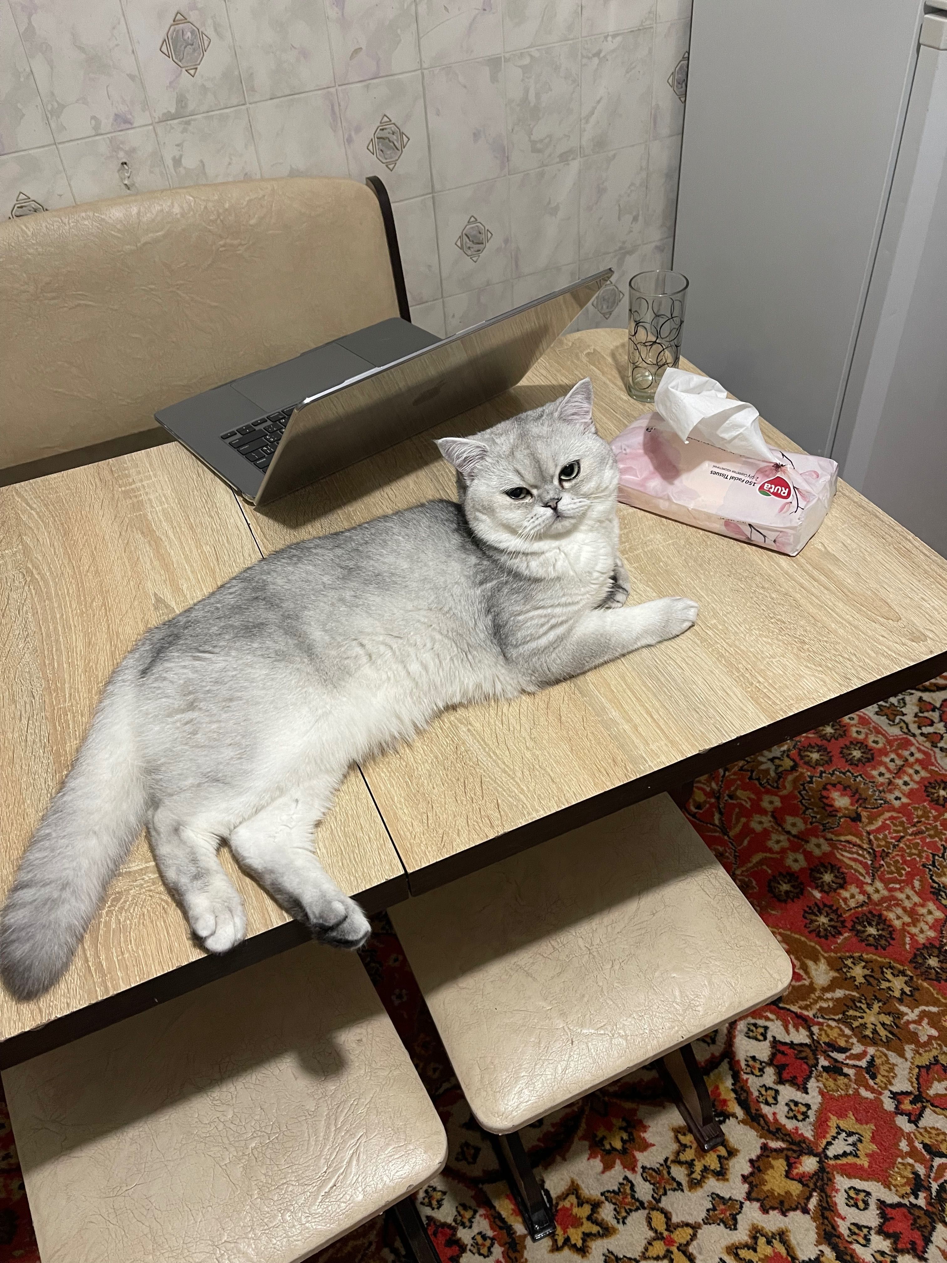 Котик на вʼязку, шотландець