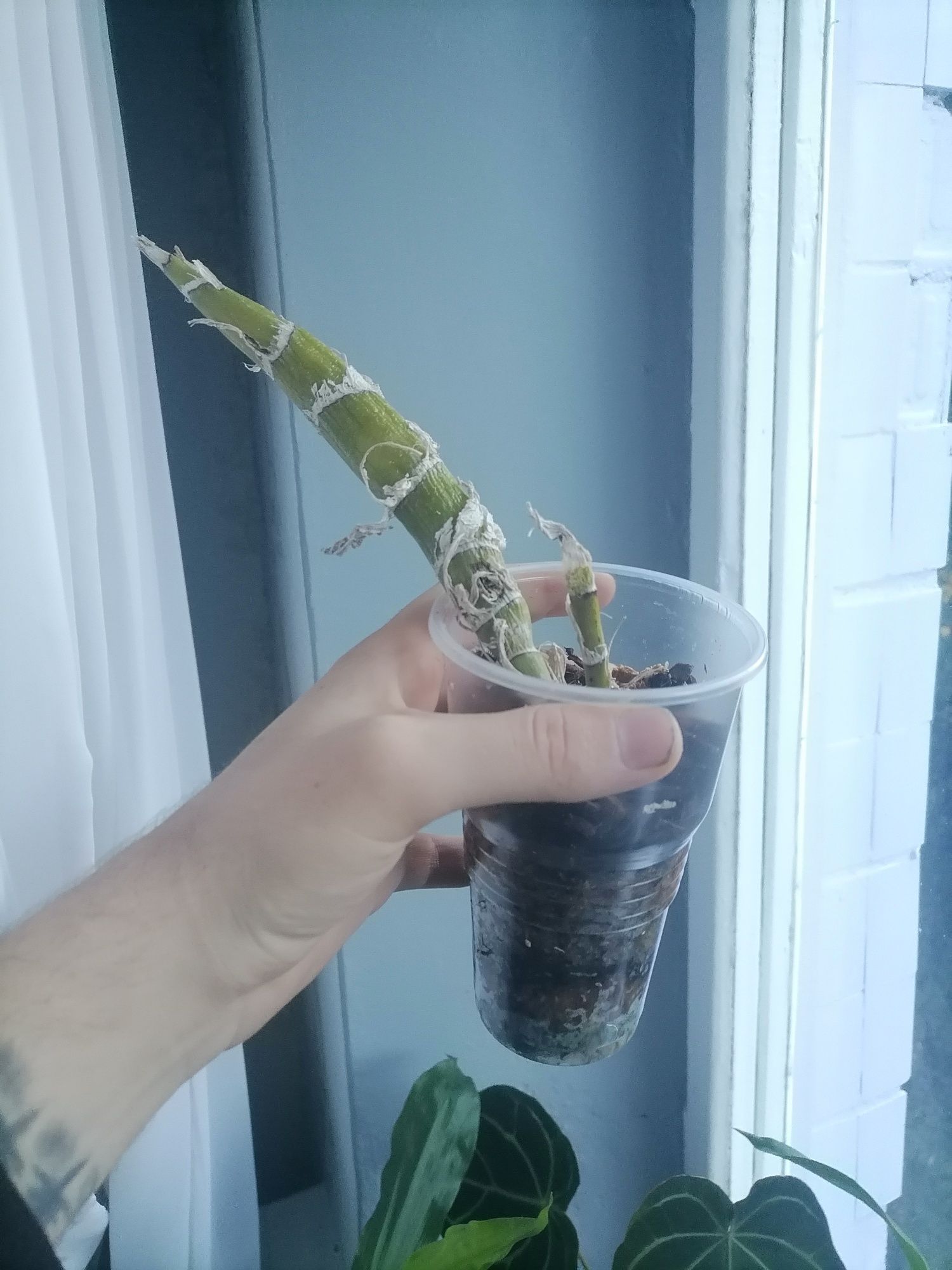 Орхидея морковка хизис Chysis bractescens