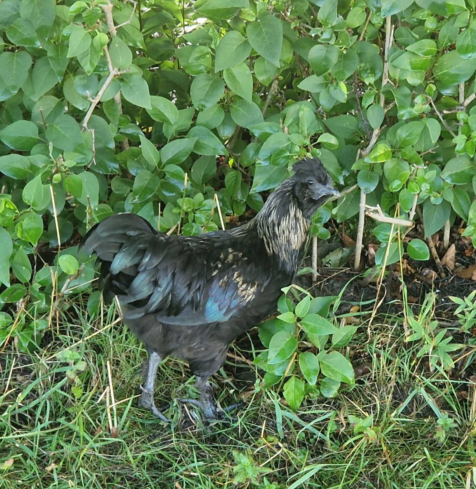 Młode koguty ozdobne. Krzyżówka Ayam Cemani z Silką.