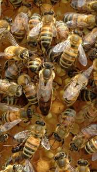 Продам бджолопакети на 4 рамки, бджола українська степова