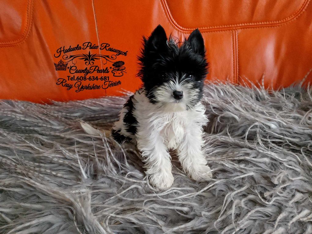 Black&White Yorkshire Terrier gen Biewer-urocza suczka