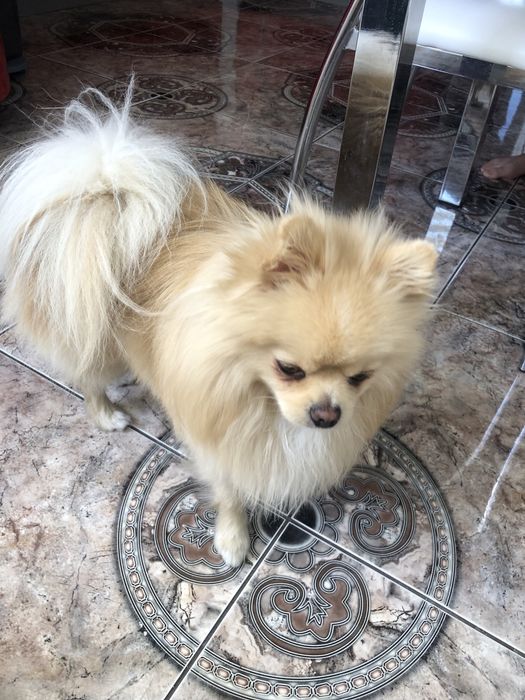 Вязка з породою шпіц