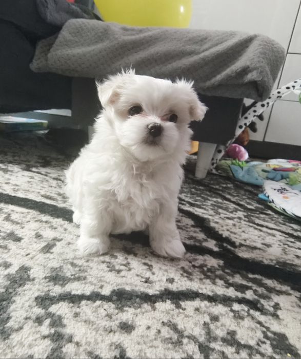 Cudowna sunia maltańczyka