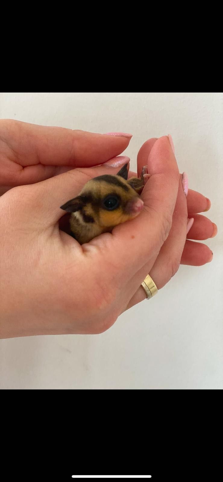 Lotopałanka Karłowata | Sugar Glider