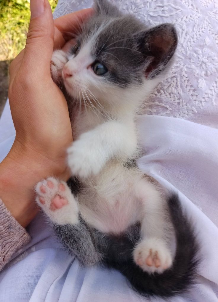 Котики, сіро-блакитні