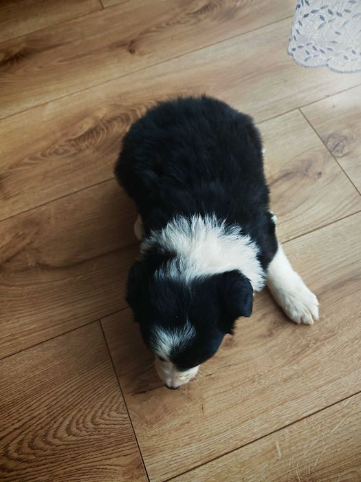 Szczeniak Border Collie