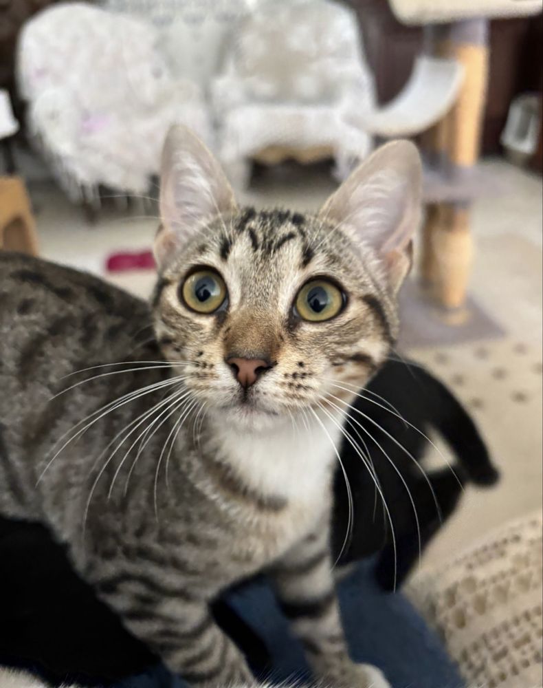 Gatinha 4 meses para adoção responsável
