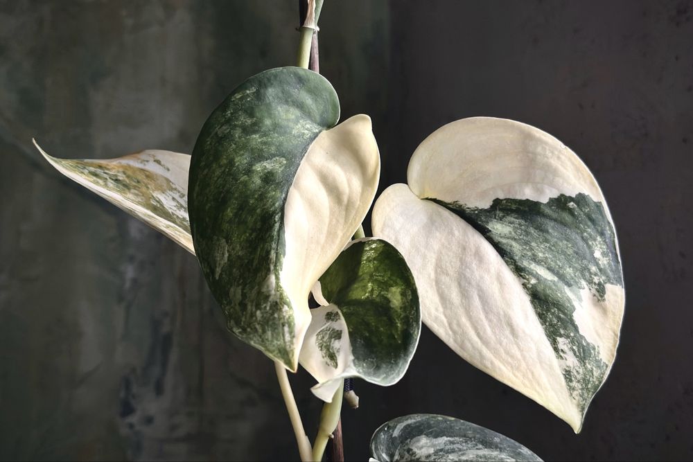 Scindapsus Jade Satin variegata - kolekcjonerska roślina, świetne geny