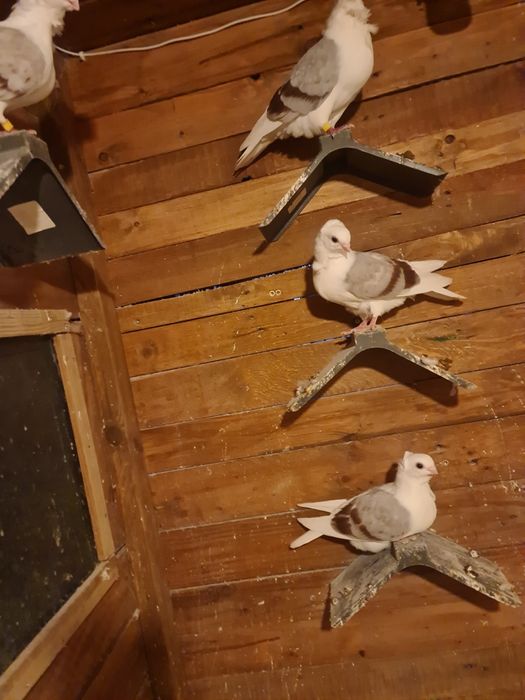 Sprzedam Gołębie Mewki