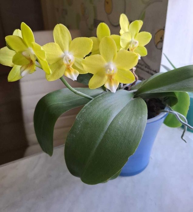 Орхідея. Фаленопсис phal. Suki 3.