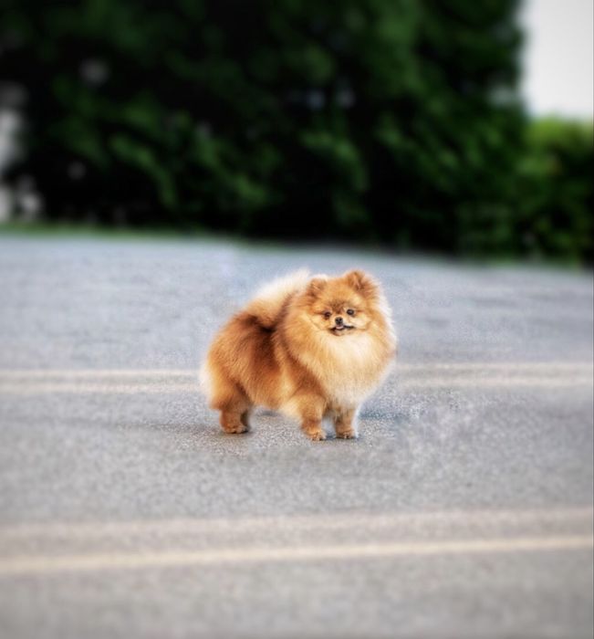 EXCLUSIVE хлопчик померанський шпіц в мікро розмірі, документи КСУ