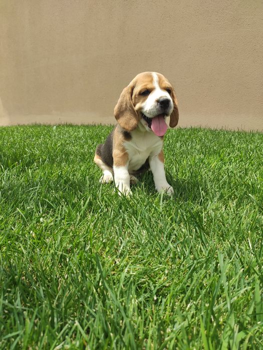 Beagle tricolor lop e afixo