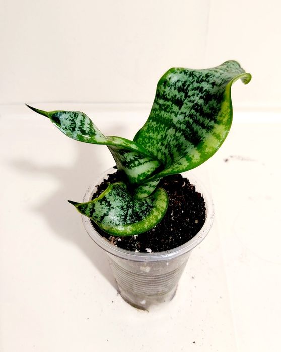 Сансевиерия Sister Twisted