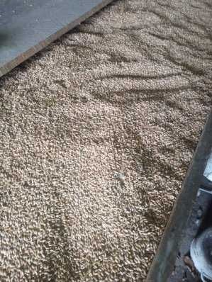 Sprzedam zboże pszenicę, pszenżyto i owies