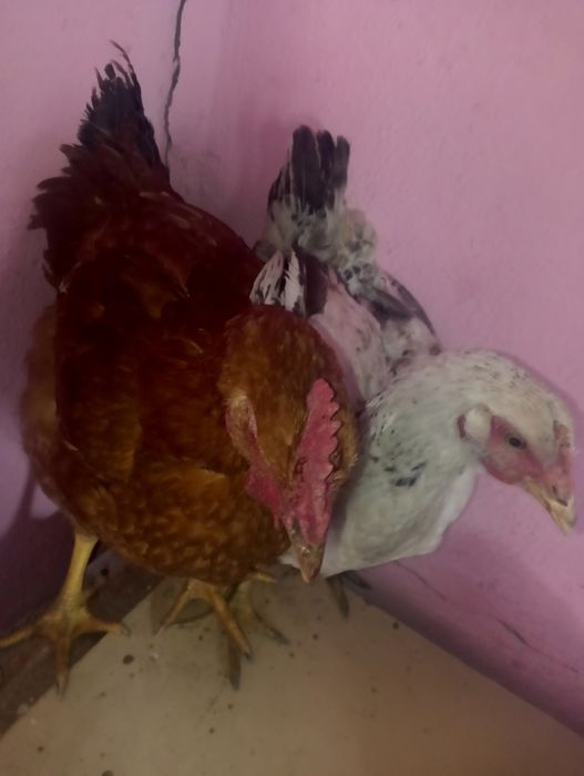 Продам 8 курей мясо яєчні 3 місяці