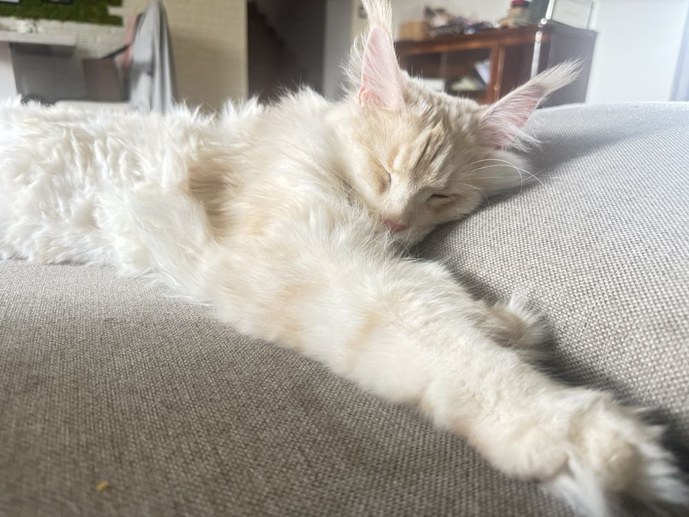 Kotka maine coon
