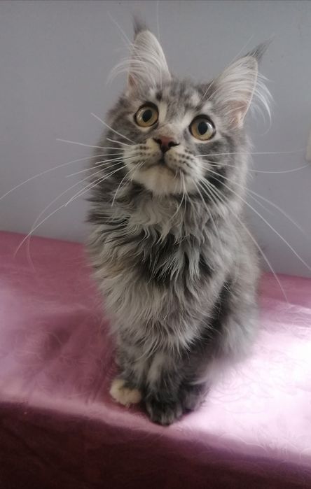 Мейн-кун   киця.