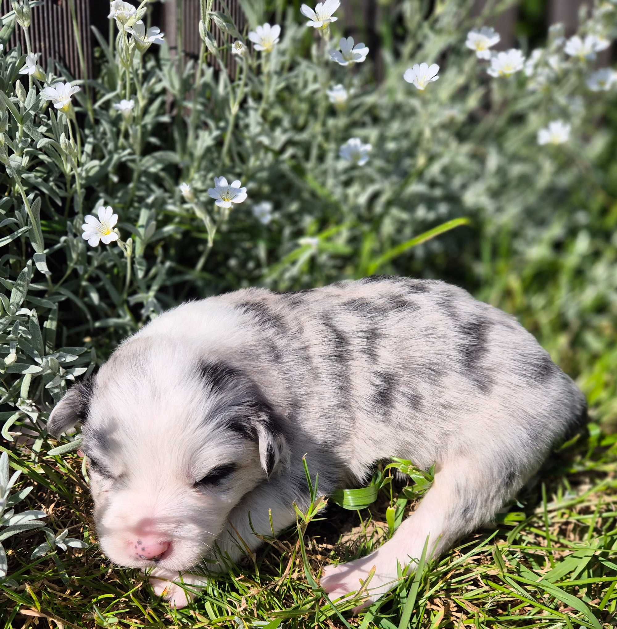 Szczeniaczek suczka border collie blue merle ZKWP FCI po Championie PL