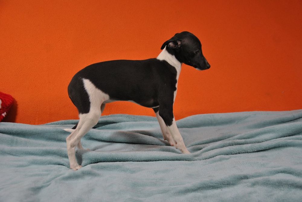Whippet chart angielki whippet