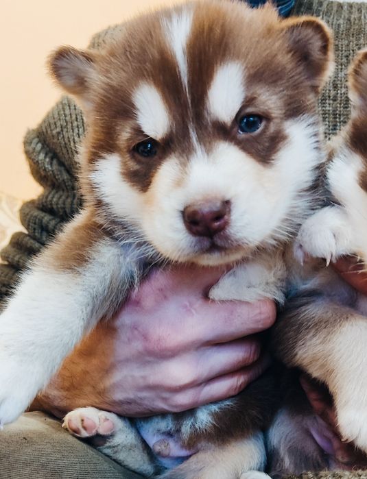 Короткошерстна драйвова дівчинка та хлопчик