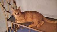 Молоденький гарненький котик Люїс (Luis) шукає нову люблячу родину!