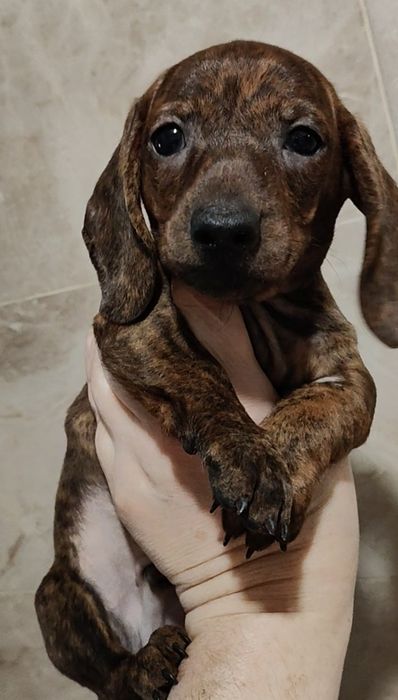 Цуценята мініатюрної такси з документами клубу