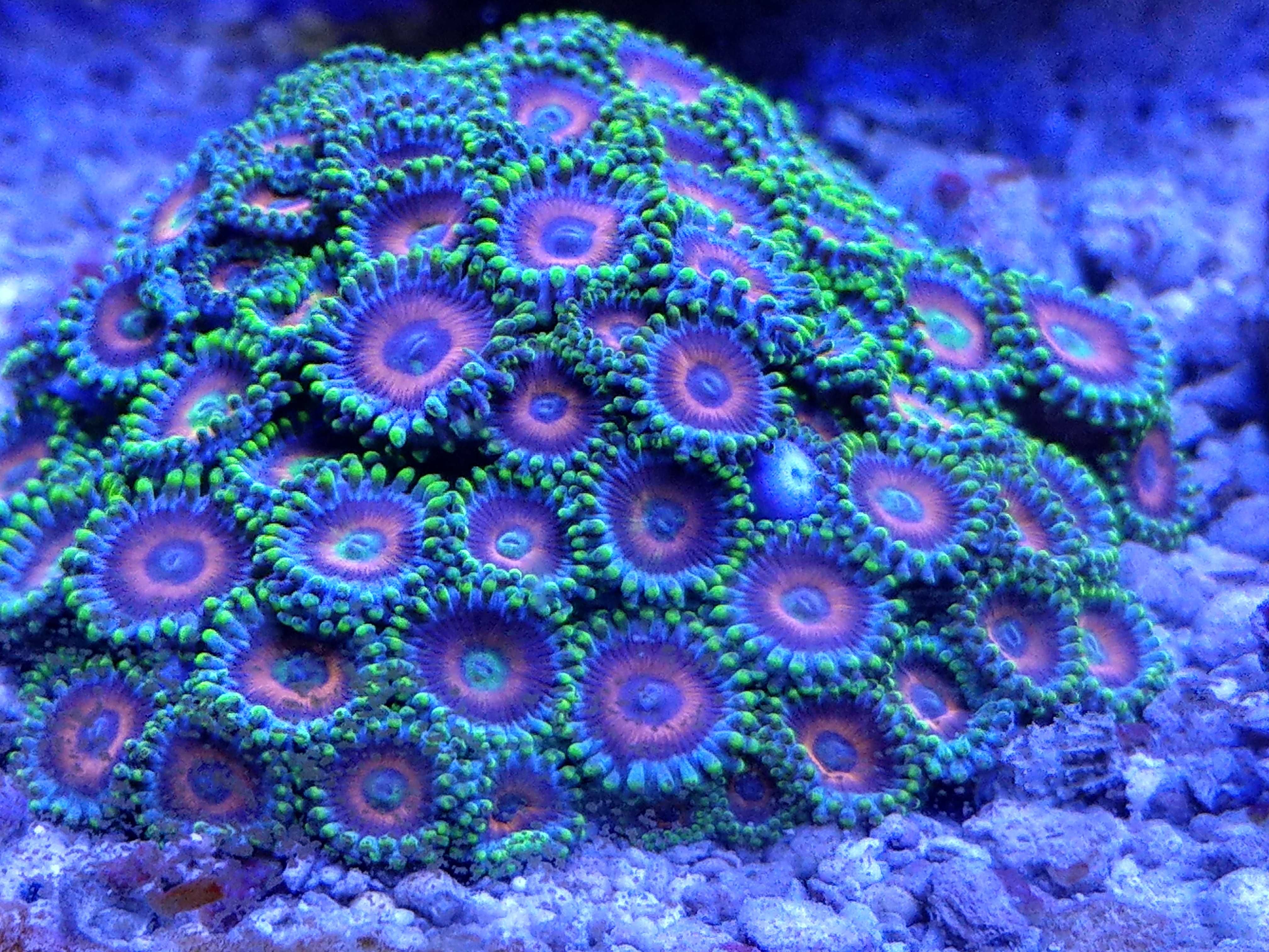 Koralowce miękkie zoanthusy.
