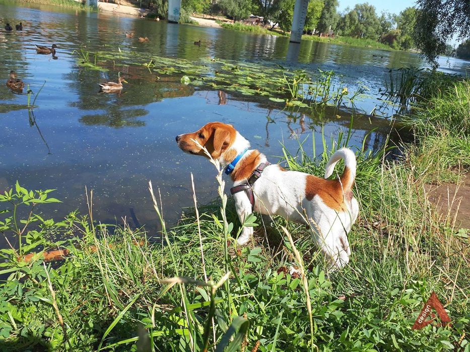 Вязка.Джек Рассел терьер.Бас.Кобель ,7 повних років