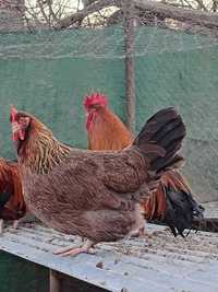 Ovos de galinhas, para incubar