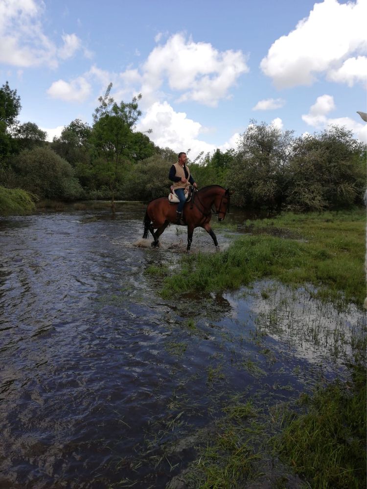 PSL (cavalo lusitano) Letra P “PAVIO MD”