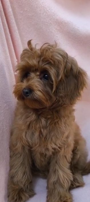 Девочки и мальчики мальтипу