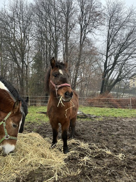 sprzedam dwie klacze