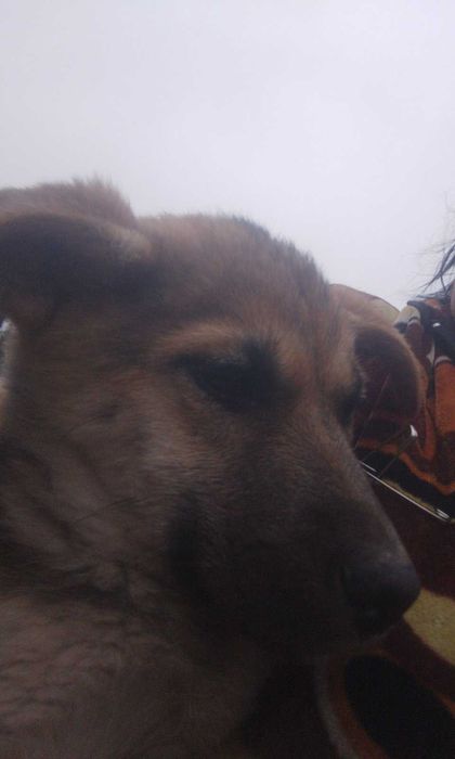 Отдам в Хорошие руки девочку